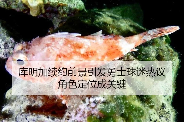 库明加续约前景引发勇士球迷热议 角色定位成关键
